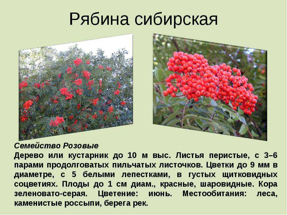Растения красной книги россии: внешний вид, фото, особенности, интересные факты, среда обитания