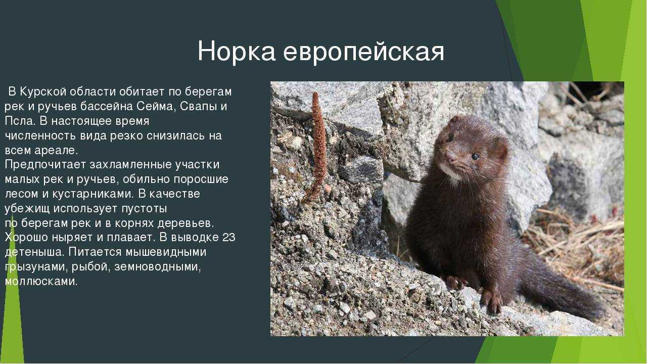 Можно ли, и насколько сложно содержать норку в домашних условиях