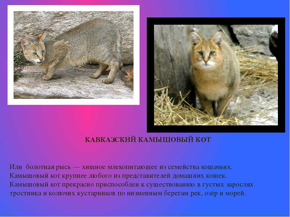 Камышовая кошка (хаус): породы котов хауси с фото и видео