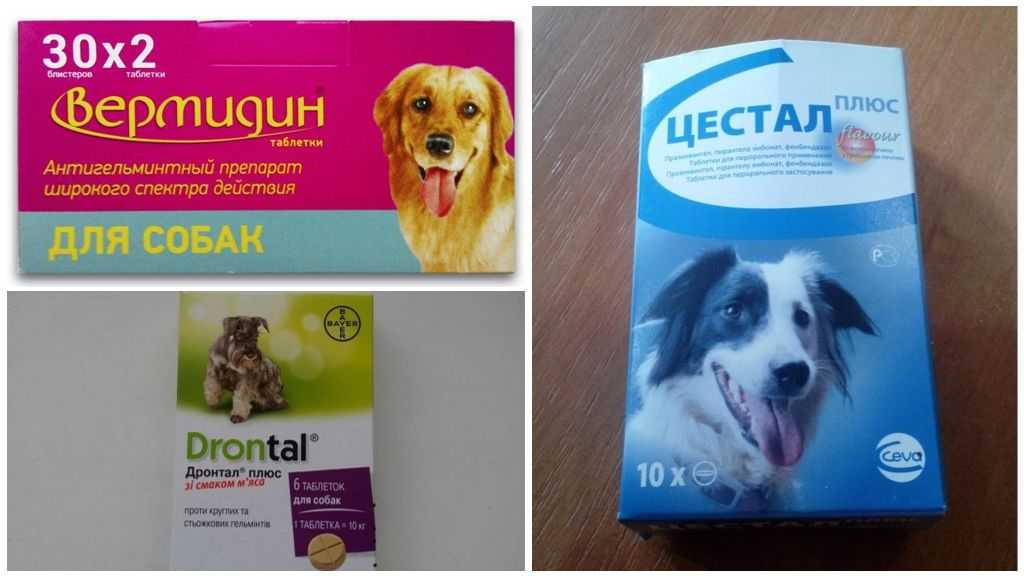 Что дать собаке от глистов | страж чистоты