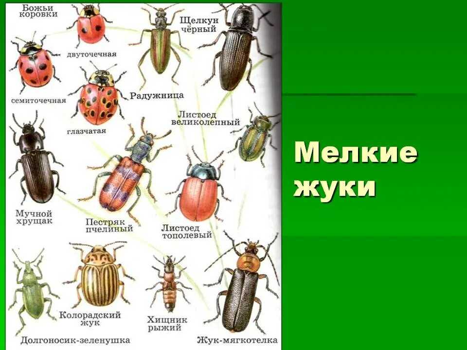 Жуки пластинчатоусые