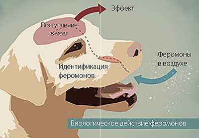 Что делать, если собака всего боится | dogkind.ru