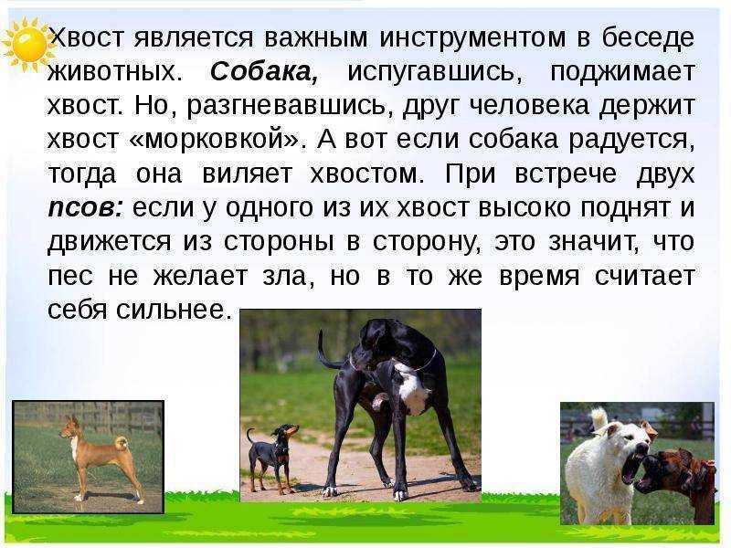 Зачем собаке хвост вилять