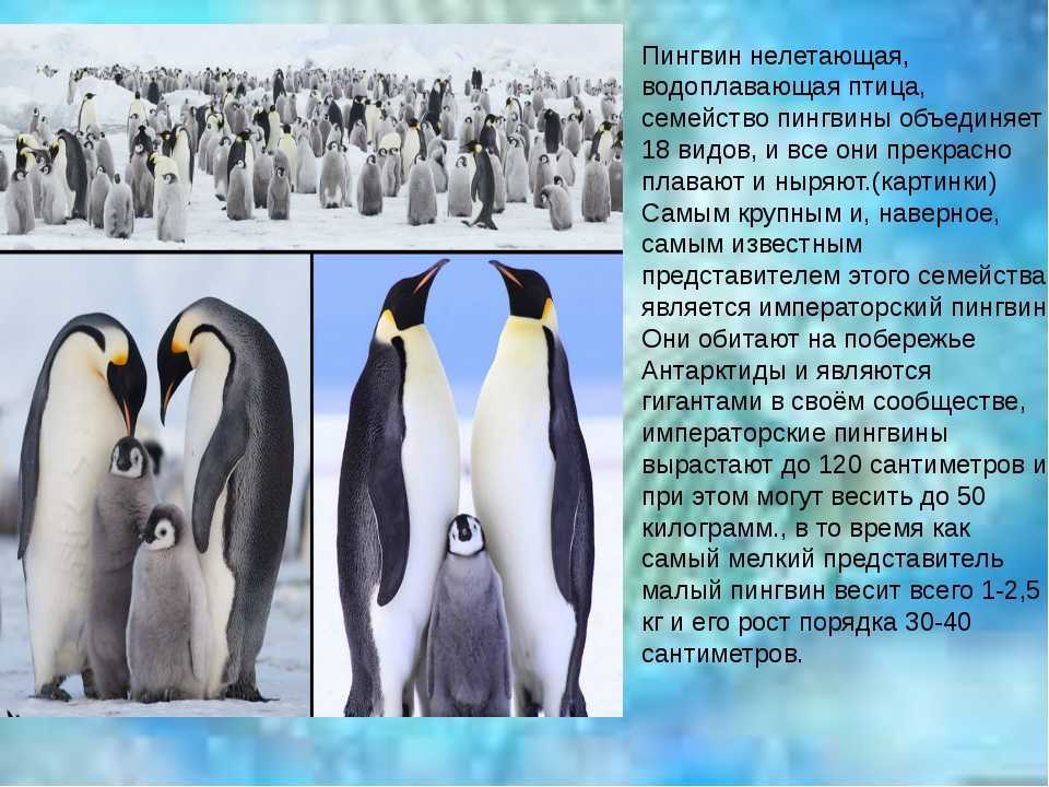 Магелланов пингвин (spheniscus magellanicus) - зооветеринарный портал беларуси 1vet.by