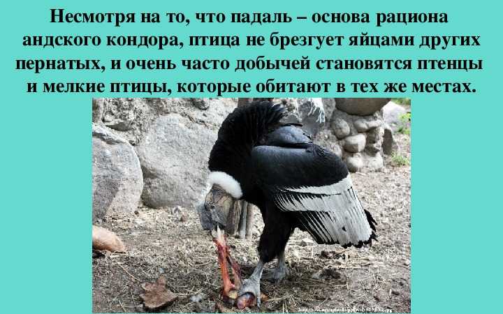 Факты о кондоре