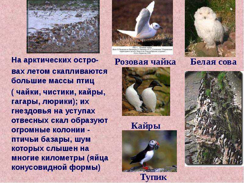Птицы камчатки