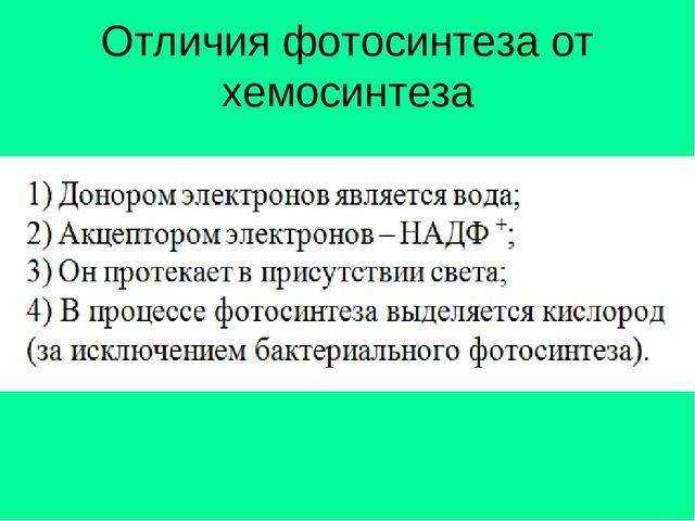 Хемосинтез бактерий, в чем заключается сходство хемосинтеза и фотосинтеза
