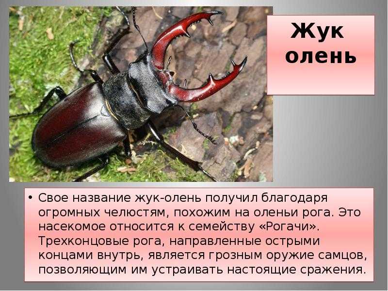 Жук-олень: описание насекомого, фото, интересные факты, где живут, роль в дикой природе