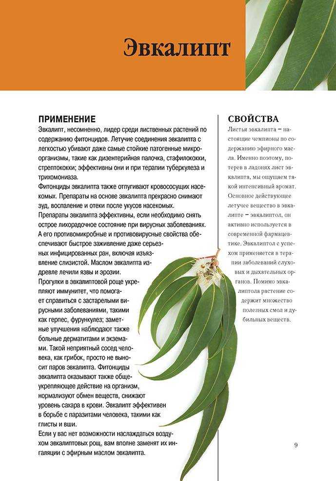 Вопрос: какие виды эвкалипта растут у нас в россии? - деревья и кустарники | studok.net
