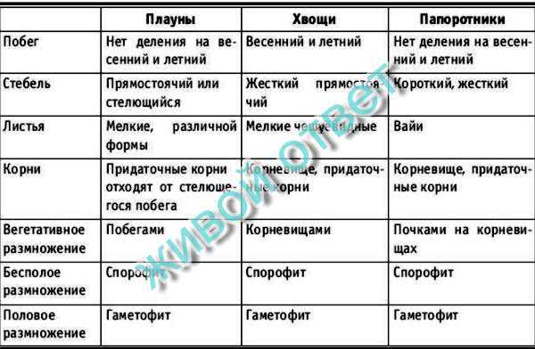 Краткая характеристика некоторых отделов высших растений