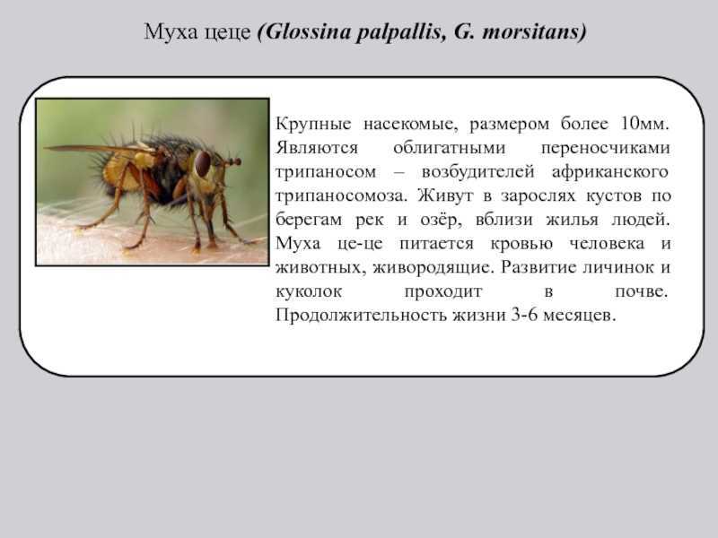 Муха цеце