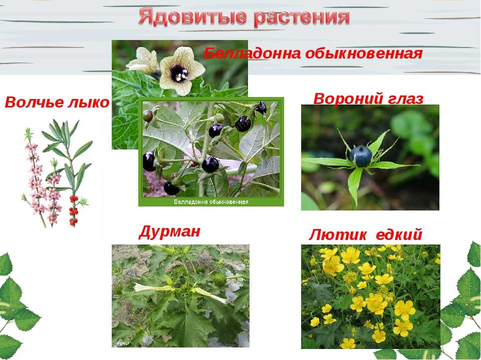 Ядовитые растения россии: несъедобные и опасные травы средней полосы страны