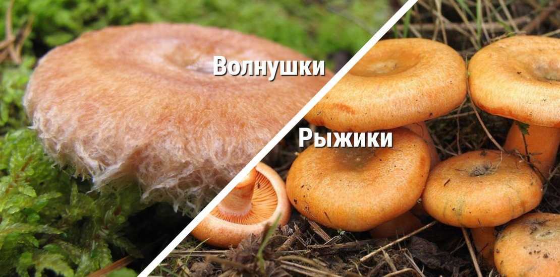 Грибы рыжики: где искать и когда собирать. самый полный обзор грибов рыжиков – блог для дачника.