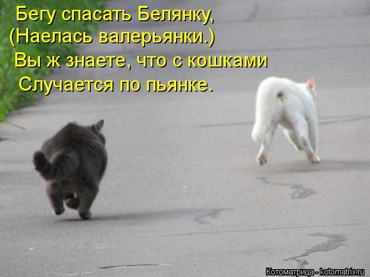 Как найти кошку, которая пропала: порядок поиска, полезные вещи, опасные действия и советы по предупреждению побега.