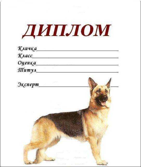 Клички для стаффордширского терьера