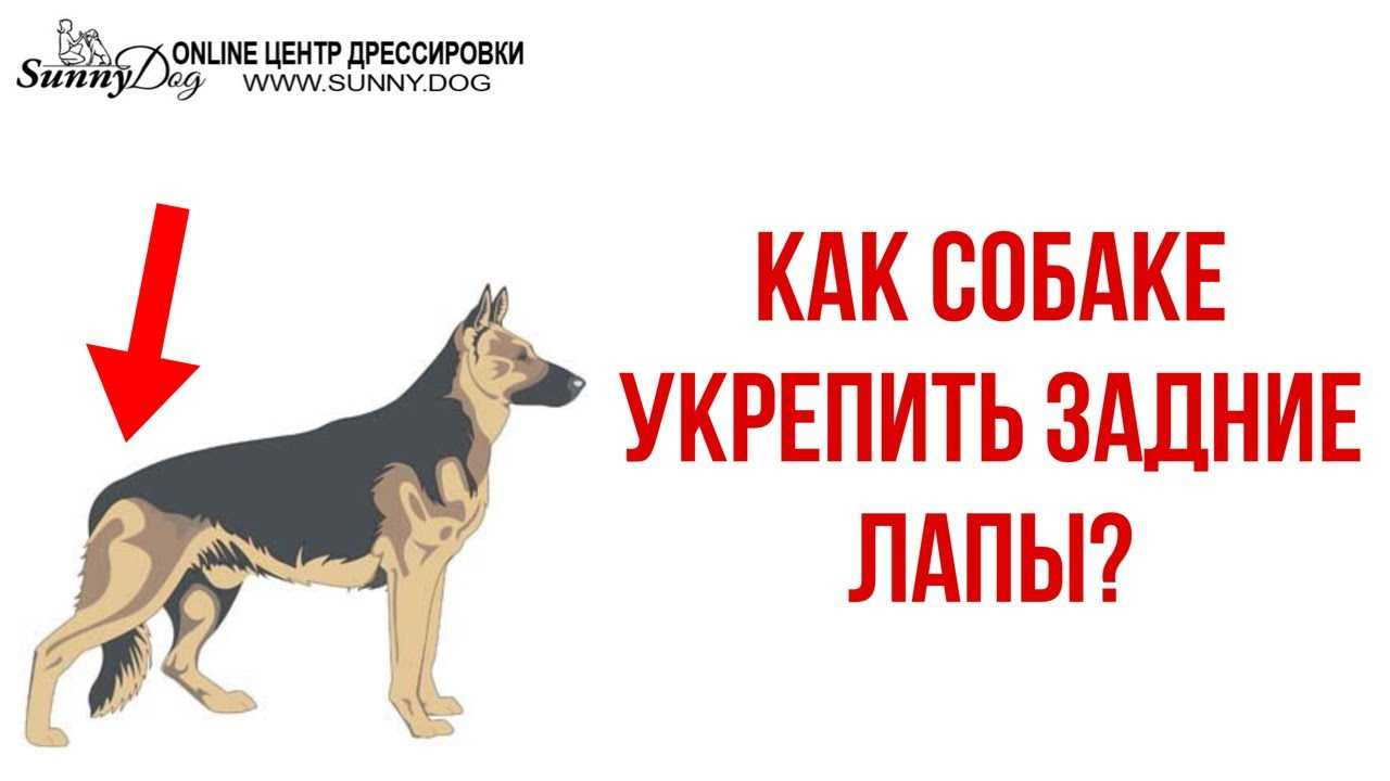 Массаж задних лап кошкам и коту: как правильно делать, зачем, видео
