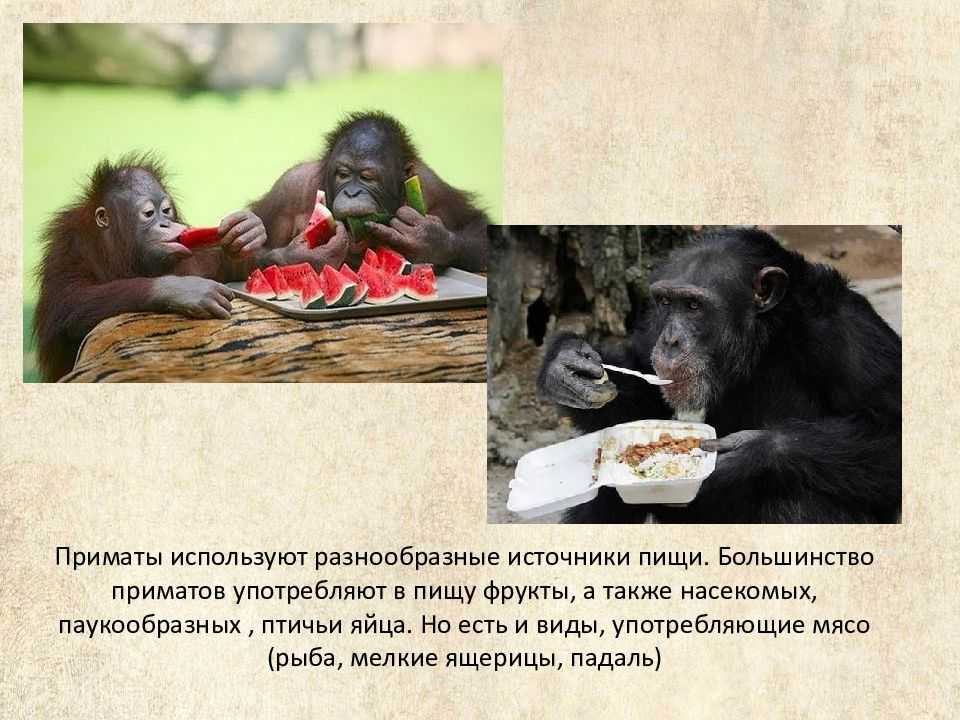 18 необычных видов обезьян