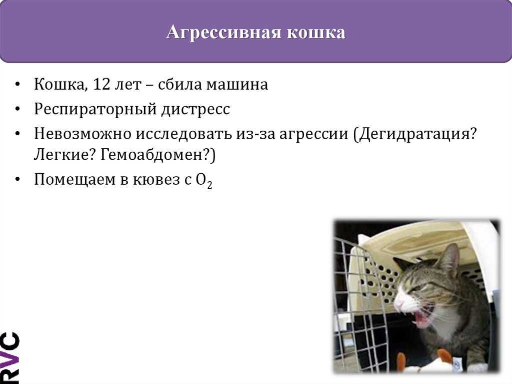 Агрессивный кот — основные причины: болезнь питомца, ранний отъем, боязнь человеческой руки, ограниченное пространство, хищное поведение Способы что делать с животным и список самых злых пород