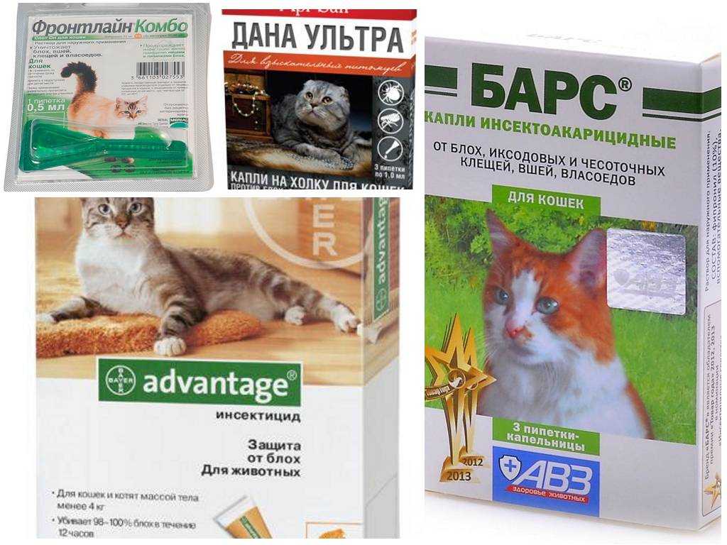 Глисты у кошки: симптомы, как узнать по признакам, лечение - zoosecrets