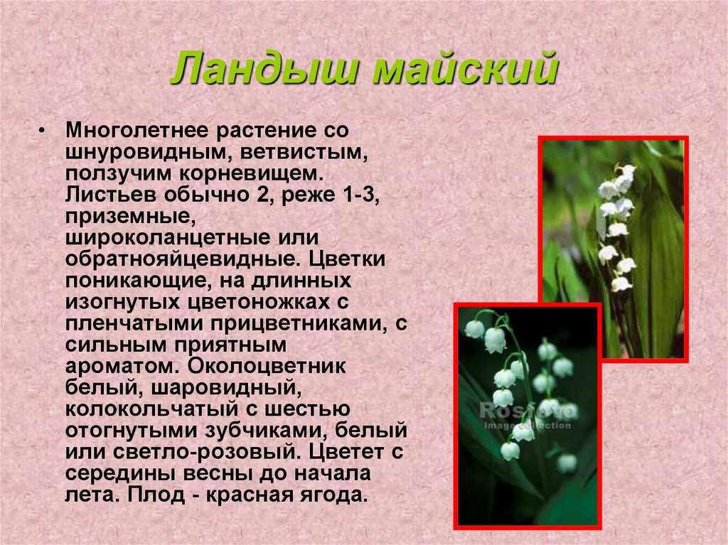 Рассказ о ландыше детям
