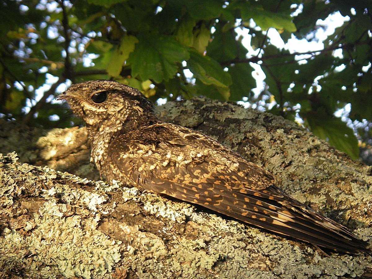 Козодой, или обыкновенный козодой (лат. caprimulgus europaeus)