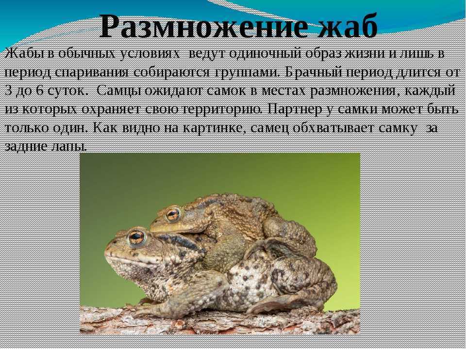 Зеленая жаба: описание, места обитания, образ жизни амфибии