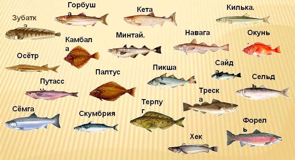 Речная рыба: мирная и хищная рыба, список рыб, названия с фото
