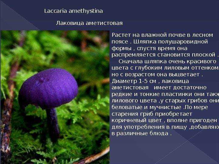Паутинник фиолетовый - описание и фото гриба