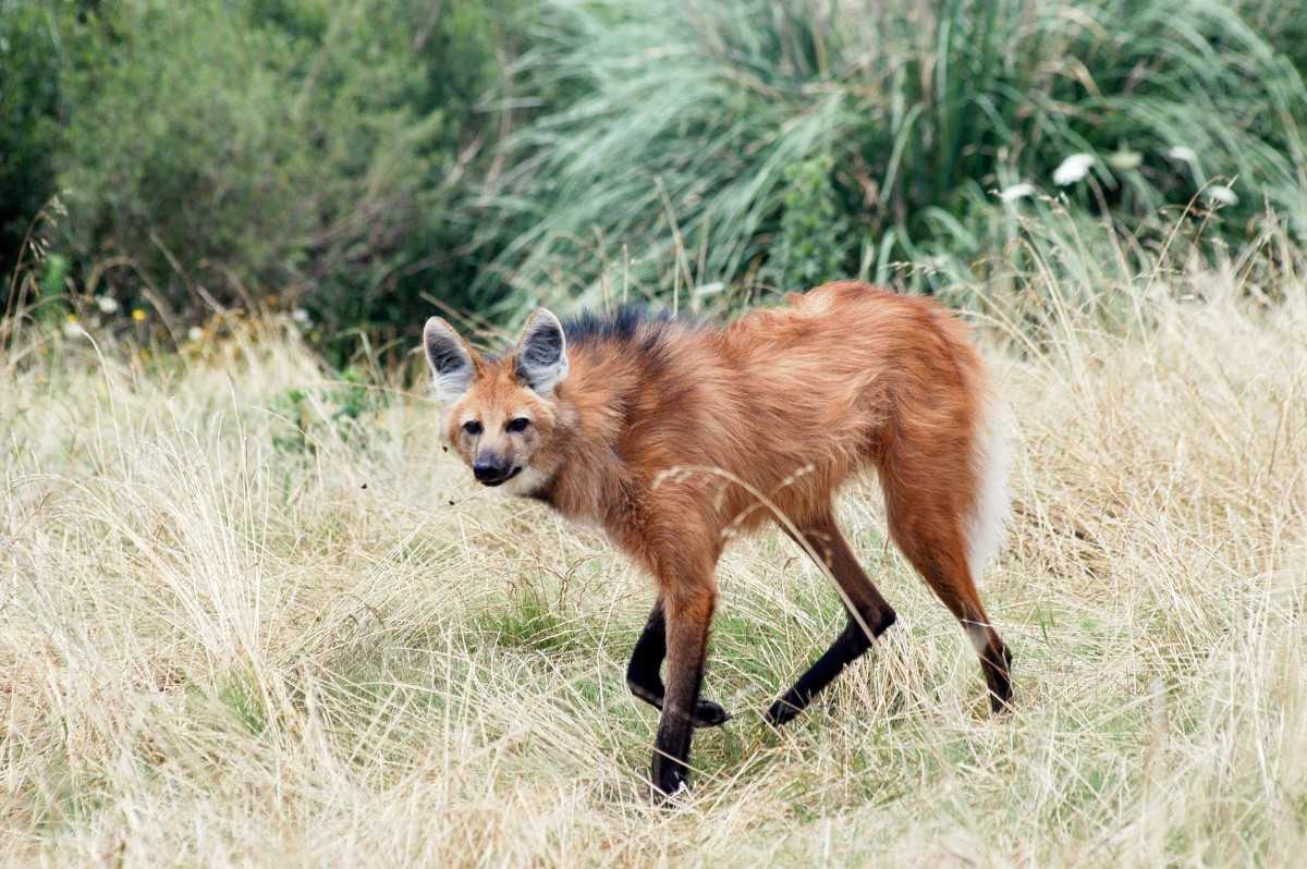все о гуаре гривистый волк Фото и описание гривистого волка Ареал обитания и  Видео Презентация и доклад