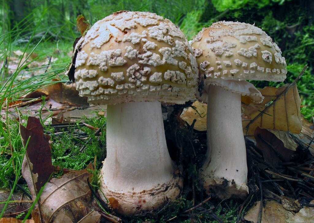 Малоизвестные, но не менее важные мухоморы