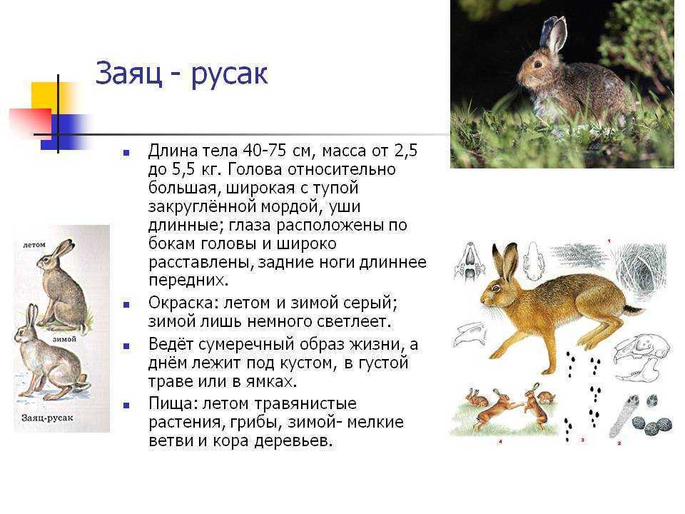 Заяц-беляк: описание, среда обитания, чем питаются и как размножаются