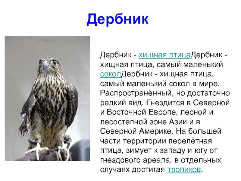 Черные дрозды: описание птиц, ареал обитания, питание