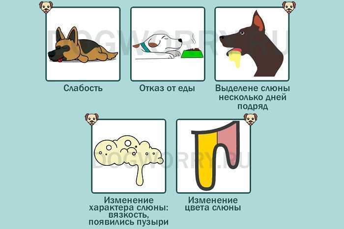 Судороги у собаки: возможные причины, разновидности спазмов, первая помощь при судорогах у собаки, лечение