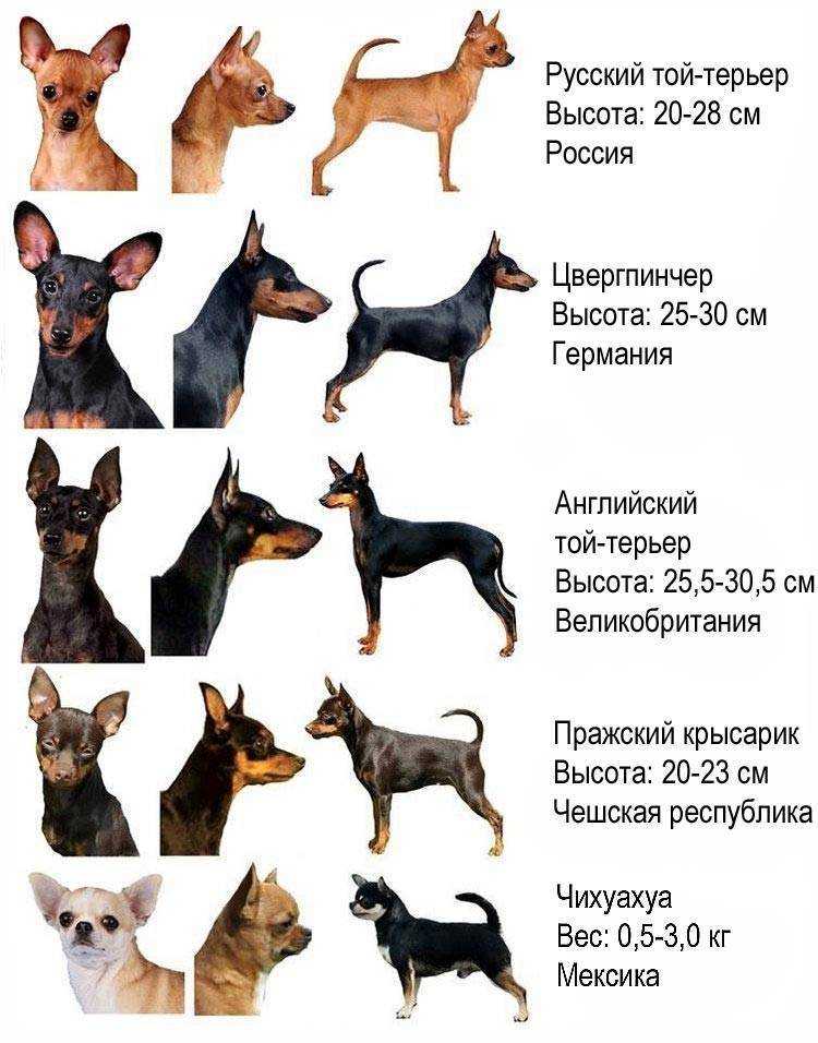 Чем отличаются друг от друга той терьеры и той чихуахуа: сравнение
