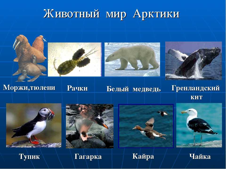 Птицы камчатки | красная книга камчатки. том 1. животные | география камчатки | камчатский край, петропавловск-камчатский — краеведческий сайт о камчатке: история камчатки, география и этнография камчатки, литература камчатки, фотографии камчатки
