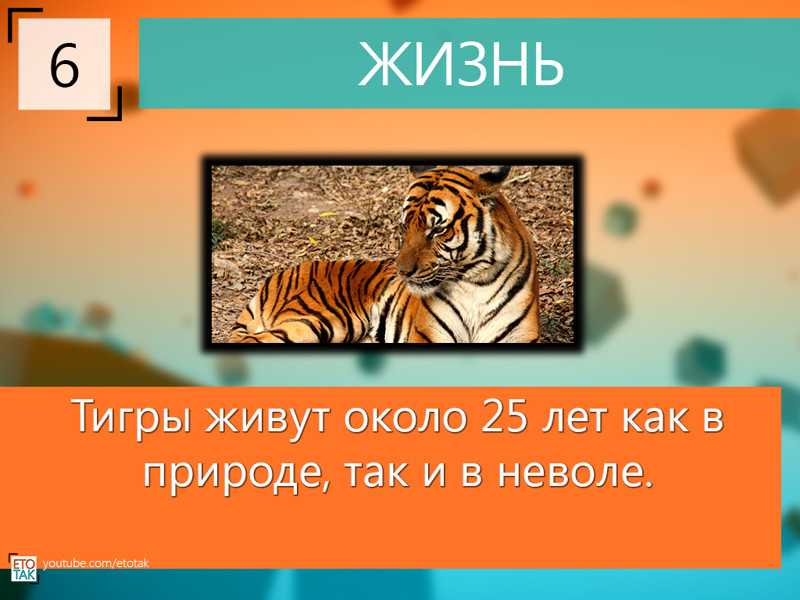 Малайский тигр  фото, описание, ареал, питание, враги 
     > интересные факты о животных, птицах, растениях