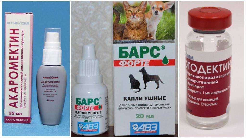 Отодектоз у кошек: причины, признаки, лечение