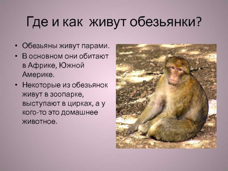 Обезьяны
