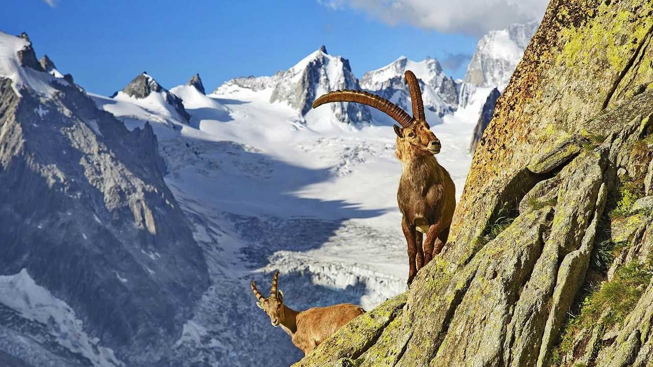 Альпийский горный козел (capra ibex): фото, интересные факты