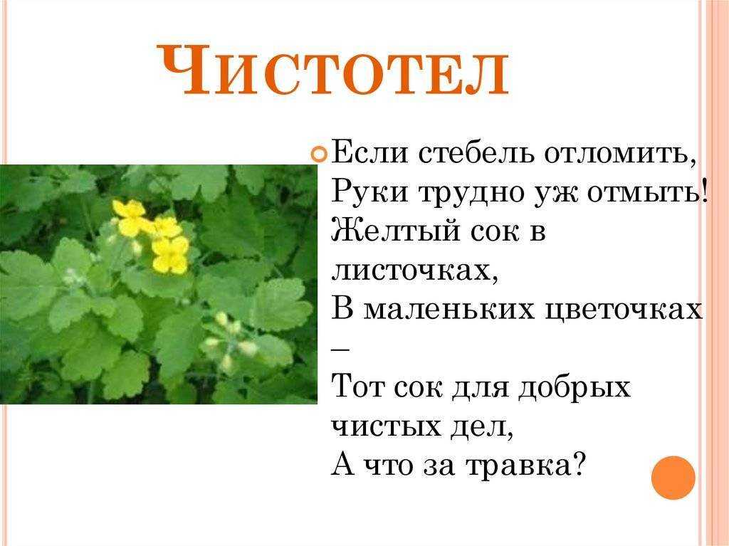 Чистотел большой: лечебные свойства золотой травы