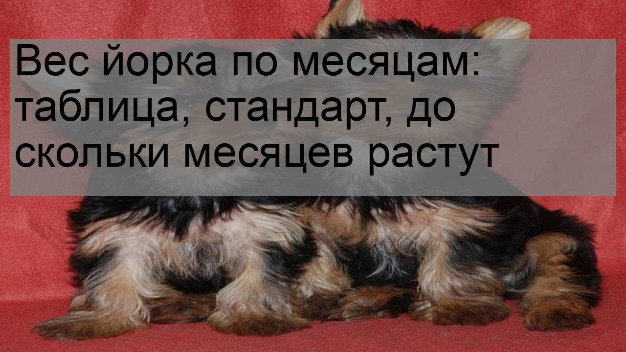 Сколько весит щенок и взрослый йорк: до какого возраста набирают в росте и массе