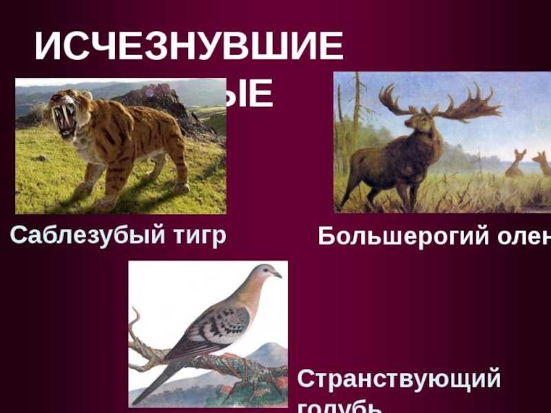Европейская широкоушка — рувики