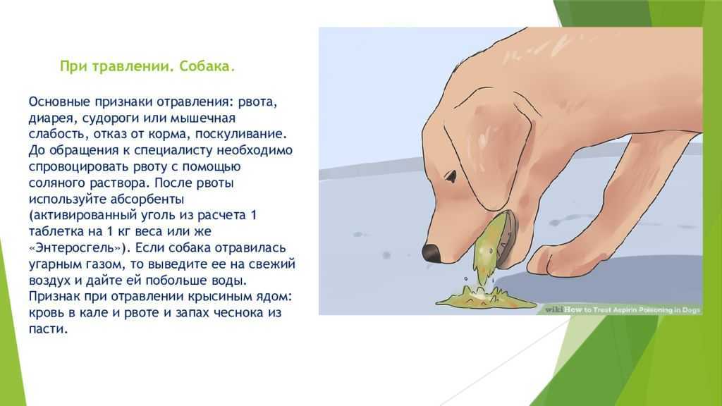 Допустимо ли использовать регидрон для собаки при проблемах с желудком - samii-otvetnii.ru