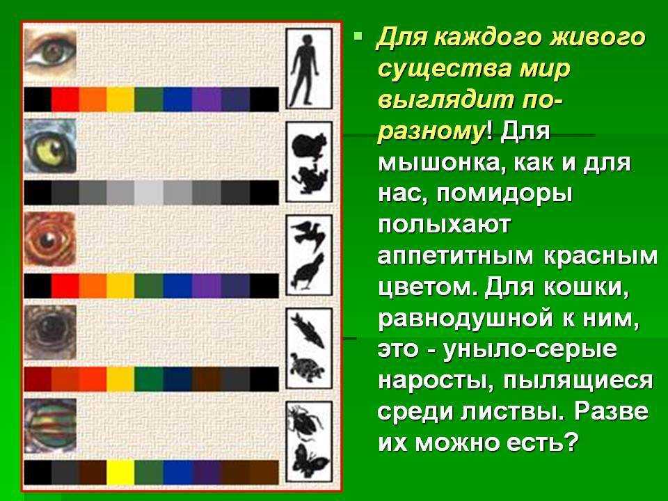 Как собаки видят наш мир: интересная и полезная информация