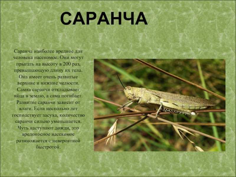 Саранча - как бороться с саранчой самостоятельно