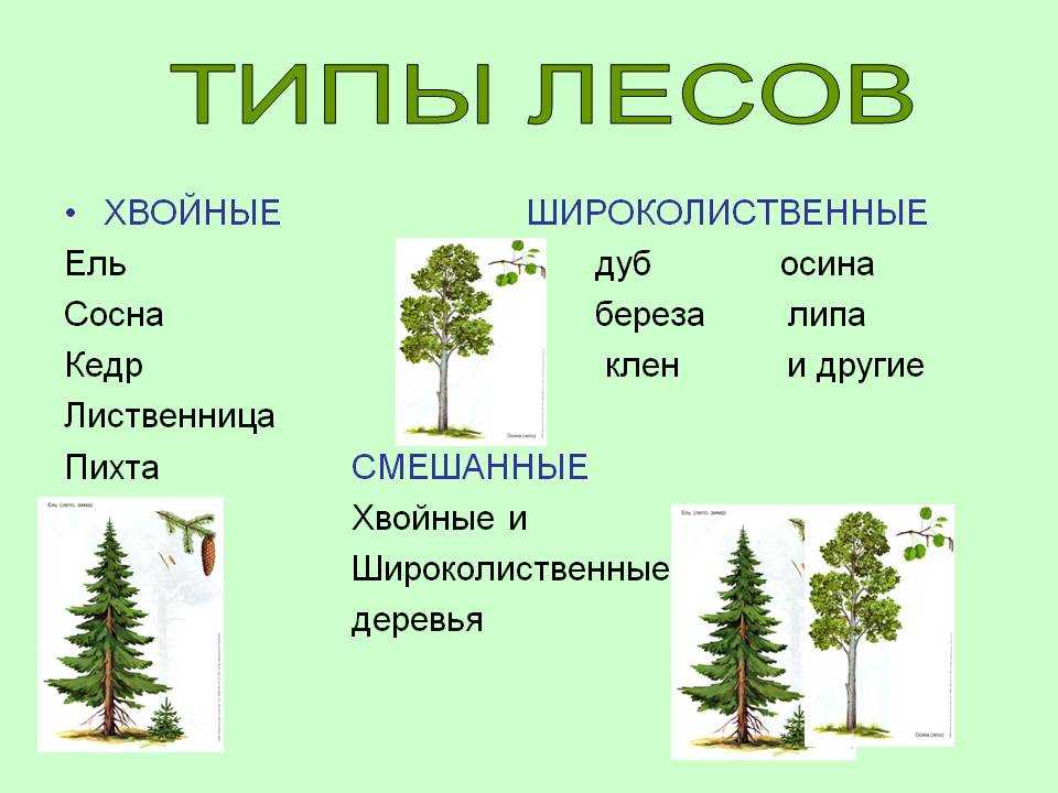 Зона лесов (4 класс, окружающий мир)