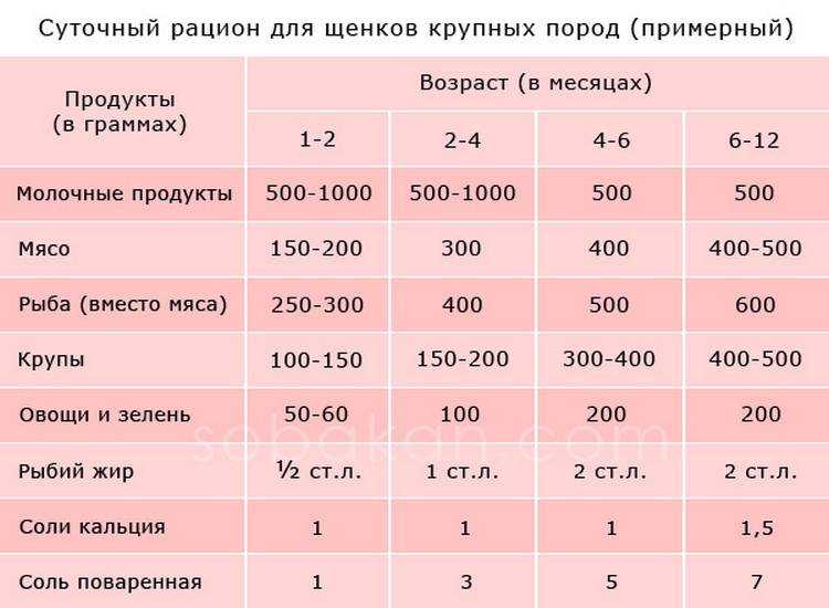 Правильное кормление хаски в домашних условиях: натуральное питание, выбор корма