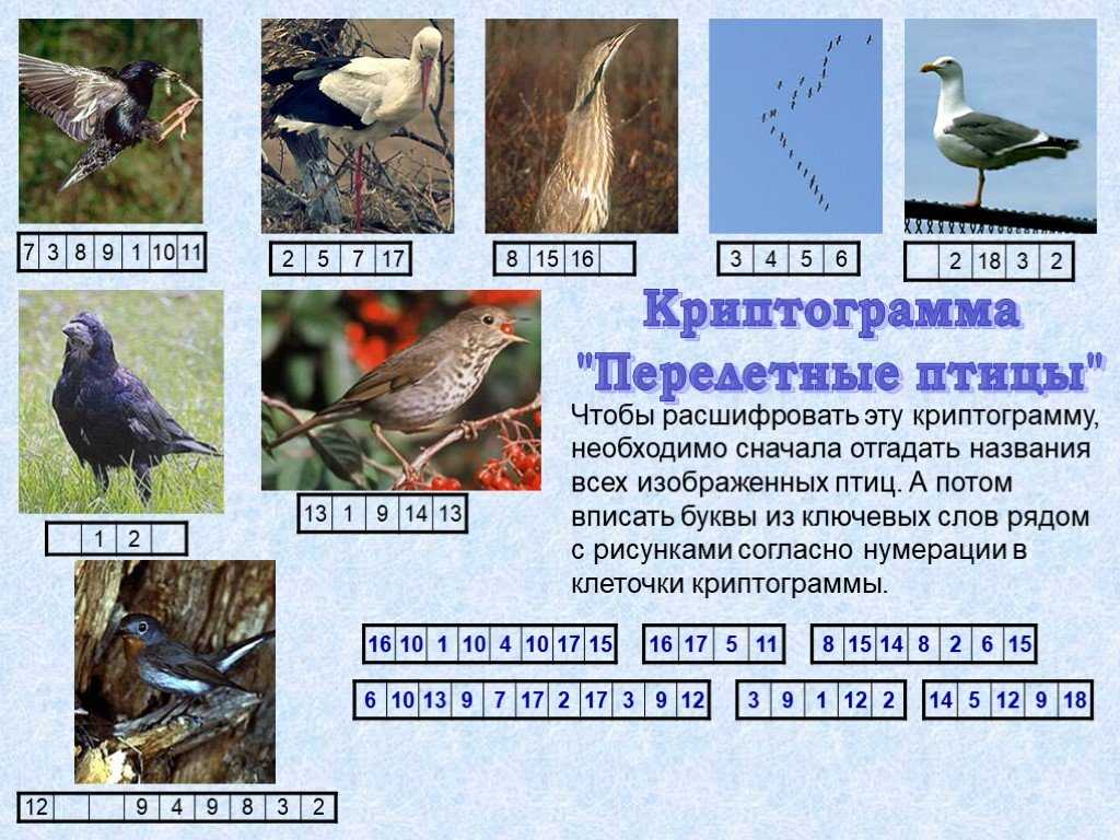 Презентация на тему "птицы рязанской области" по биологии для 7 класса