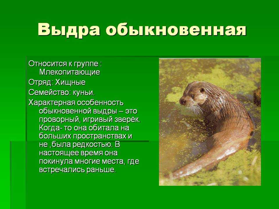 Как проходит жизнь калана в природе: подробное описание морской выдры