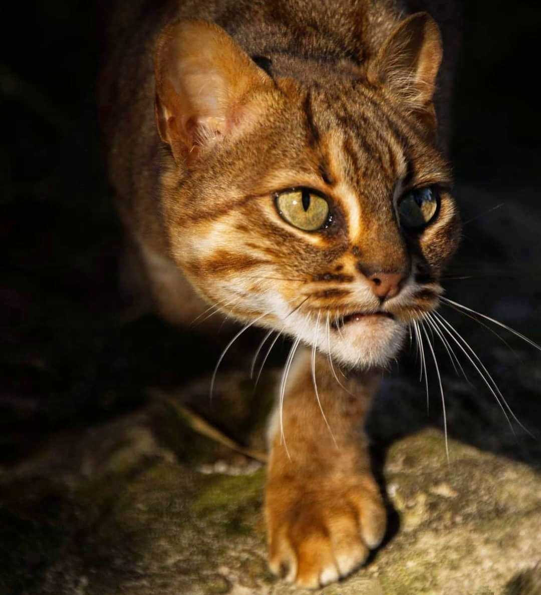 Ржавая кошка